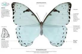 mariposa bandera