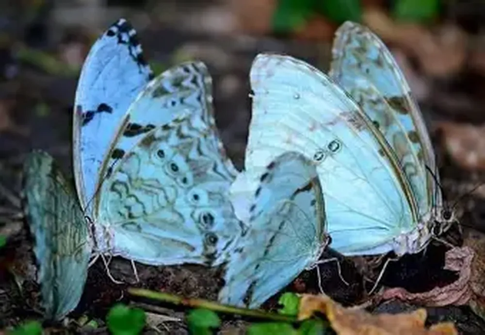 mariposa-bandera-argentina