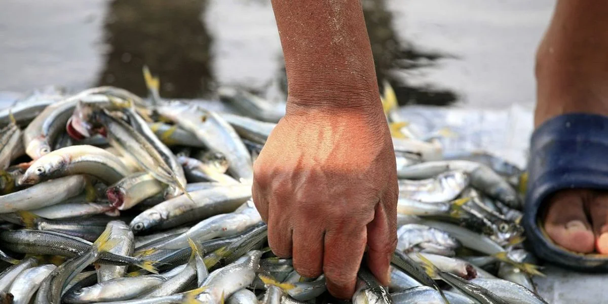 pesca
