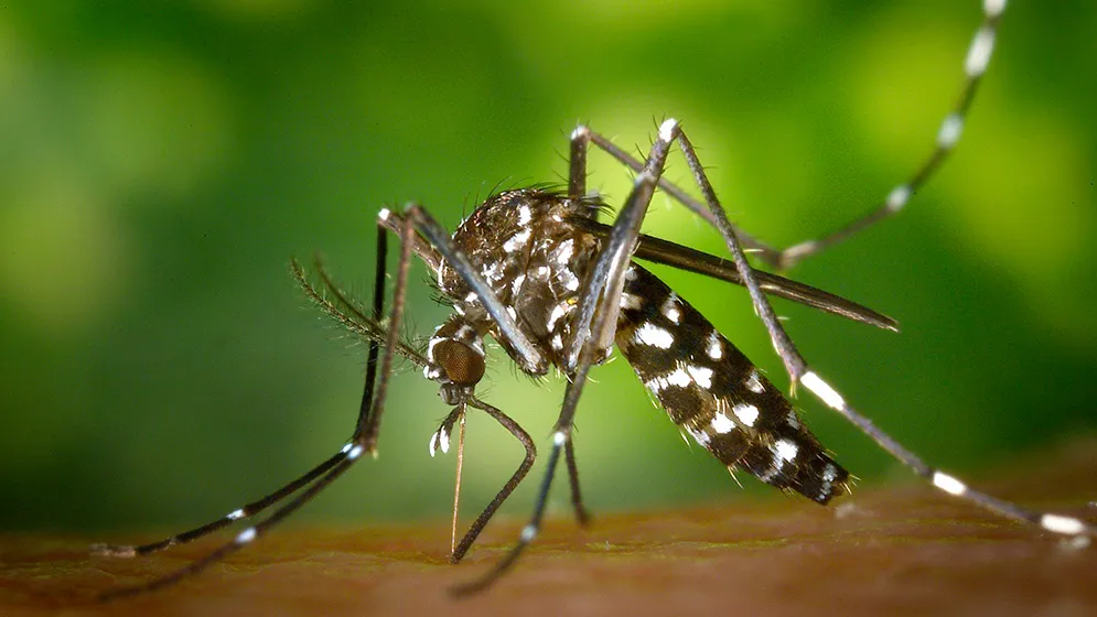 aedes-aegypti-super-Conicet