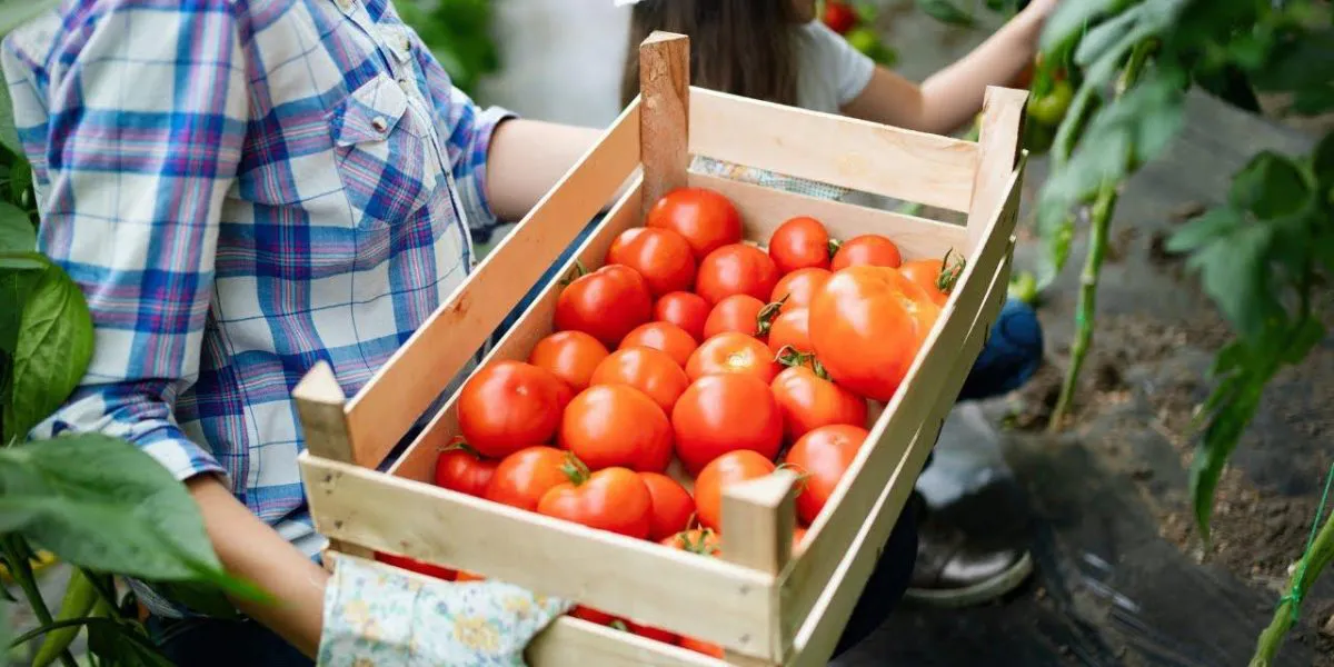 WhatsApp-Image-2025-05-26-at-10.42.42-1200x600