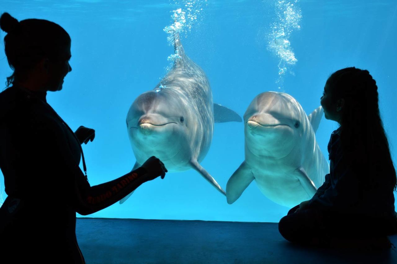 Mundo Marino, delfines